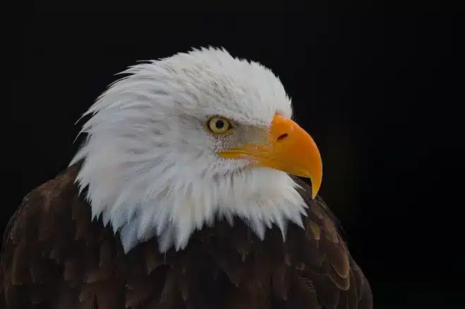 Das Ende der Lebensrealität von Vogel und Werner