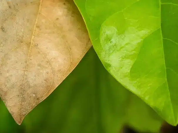 Die Transformation nach Krebs: Barbare Reichard